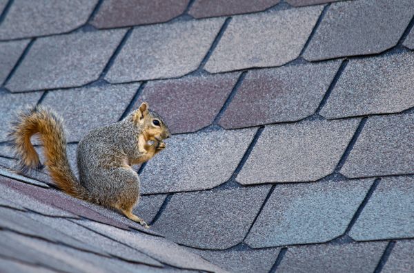 Miami Wildlife Removal