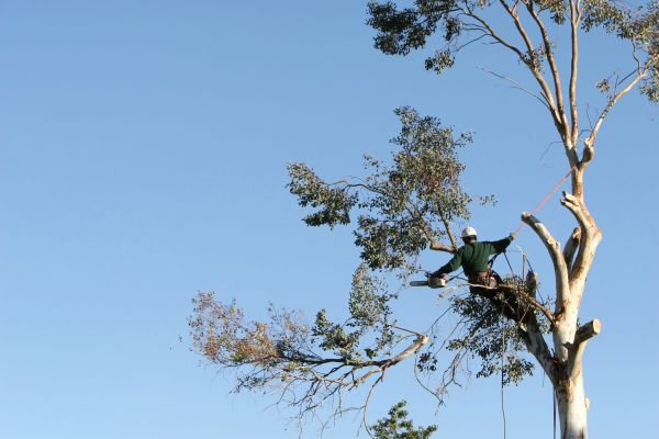 Miami Tree Trimming