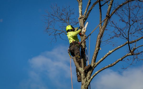 Miami Tree Removal